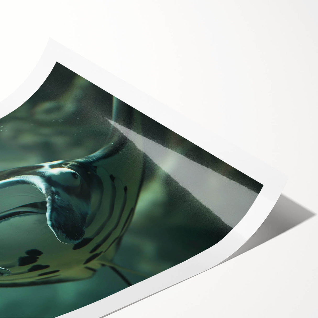 Vibrant rolled print showcasing a marine life ray design in stunning colors, ideal for coastal decor, packaged securely in a protective cardboard tube.