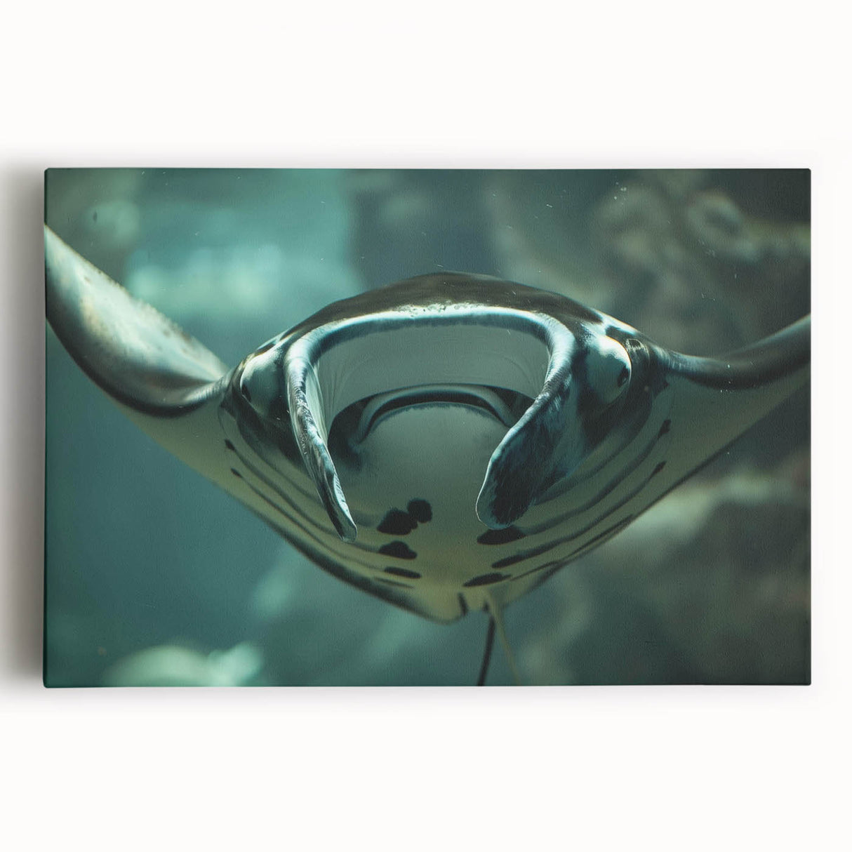 Vibrant marine life wall art collection featuring a graceful ray design on stretched canvas, ideal for ocean-themed decor, showcasing intricate details and colors.