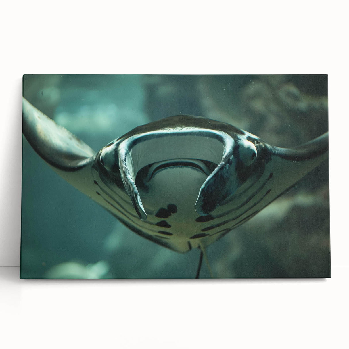 Colorful marine-themed wall art collection featuring rays and aquatic designs printed on stretched canvas, elegantly leaning against a white wall, ideal for ocean lovers.