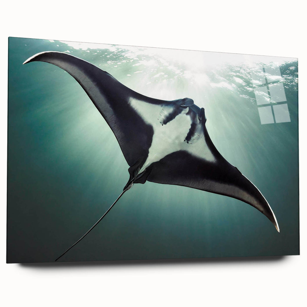 Acrylic glass wall art featuring a vibrant marine life ray design in a side view, showcasing intricate details and colors, ideal for ocean-themed decor.