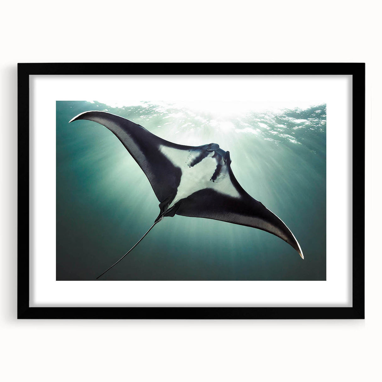 Stylish black-framed wall art collection featuring a vibrant marine life ray design, beautifully matted and perfect for enhancing aquatic-themed decor in homes or offices.
