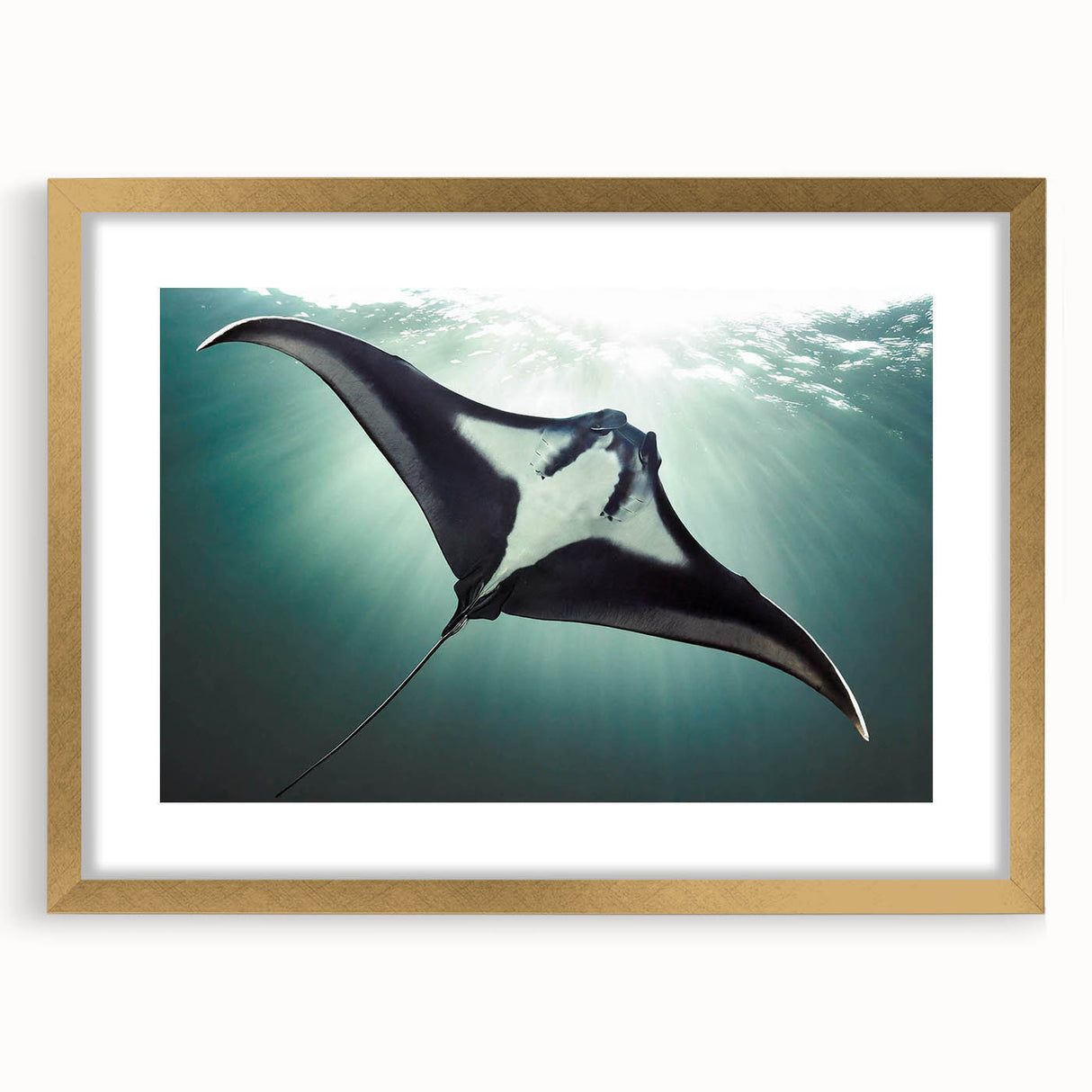 Framed wall art collection showcasing a beautiful marine life ray design, featuring a gold frame and mat. Ideal for ocean-themed decor enthusiasts.