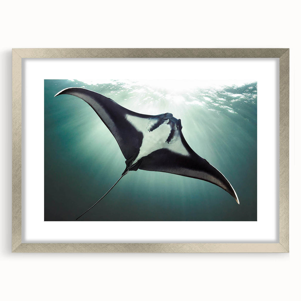 Framed marine life wall art featuring a vibrant ray design with a silver mat and frame, ideal for enhancing coastal home decor or art collections.