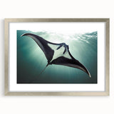Framed marine life wall art featuring a vibrant ray design with a silver mat and frame, ideal for enhancing coastal home decor or art collections.