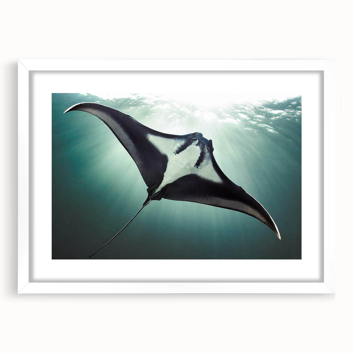 Framed wall art featuring a colorful marine life design showcasing a manta ray, presented in a sleek white frame with a mat, ideal for ocean-themed decor.