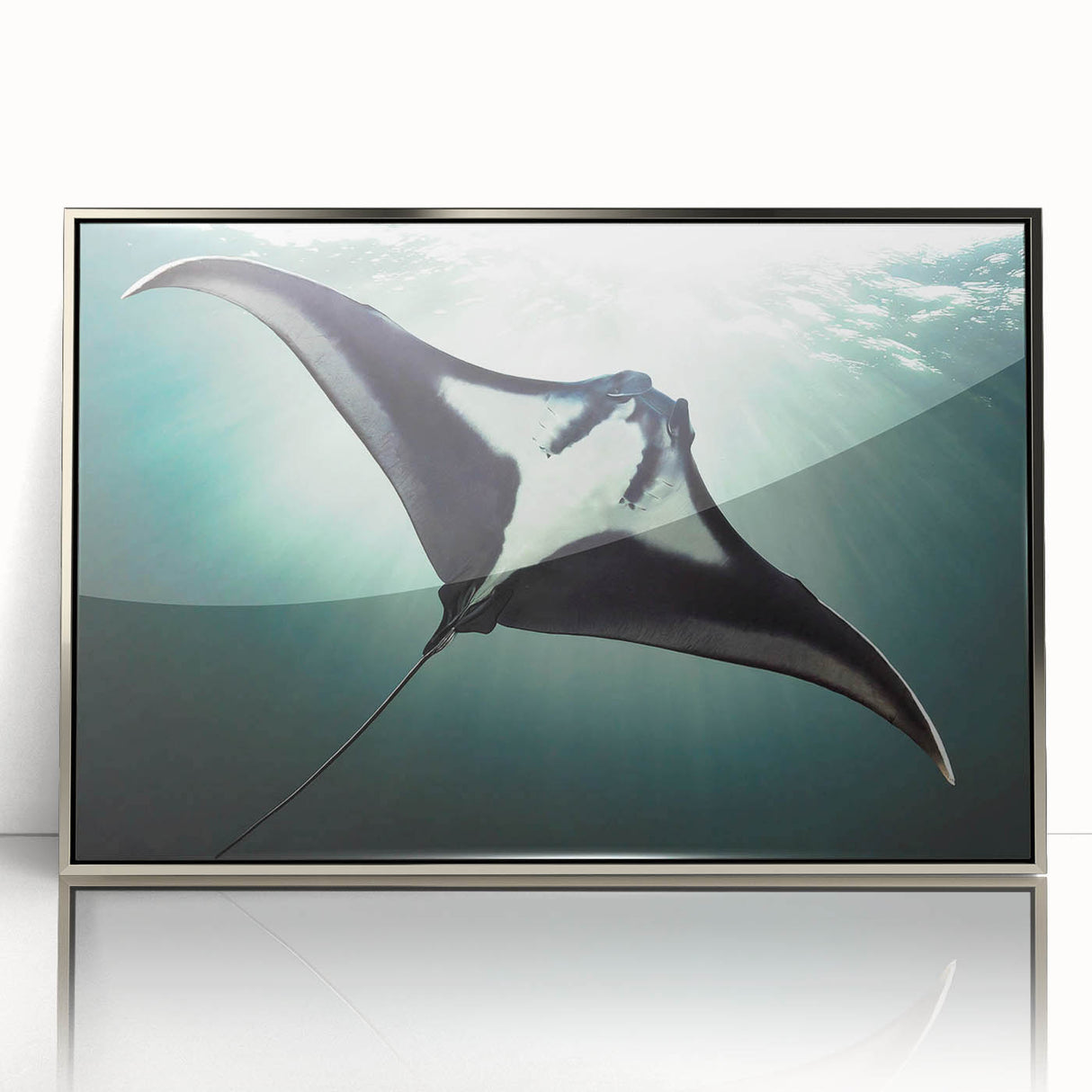 Framed acrylic wall art featuring a stunning marine life ray design in silver, showcasing vibrant colors and intricate details, perfect for ocean-themed decor.