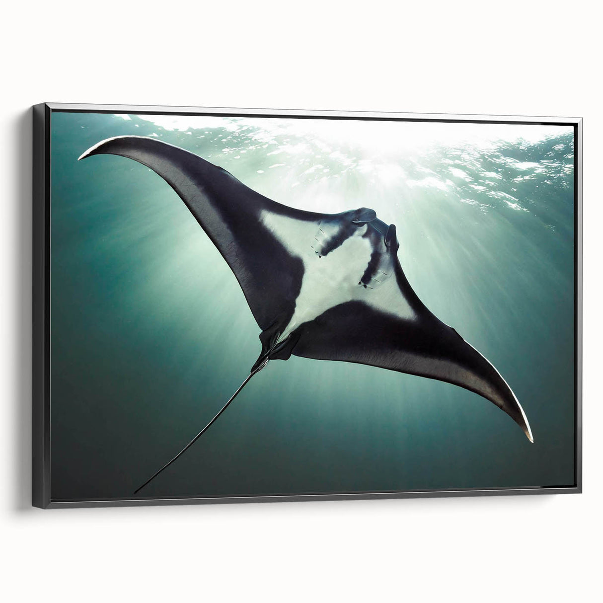 Framed canvas wall art showcasing a vibrant marine life ray design, featuring intricate details and a sleek black frame, perfect for ocean-themed decor.