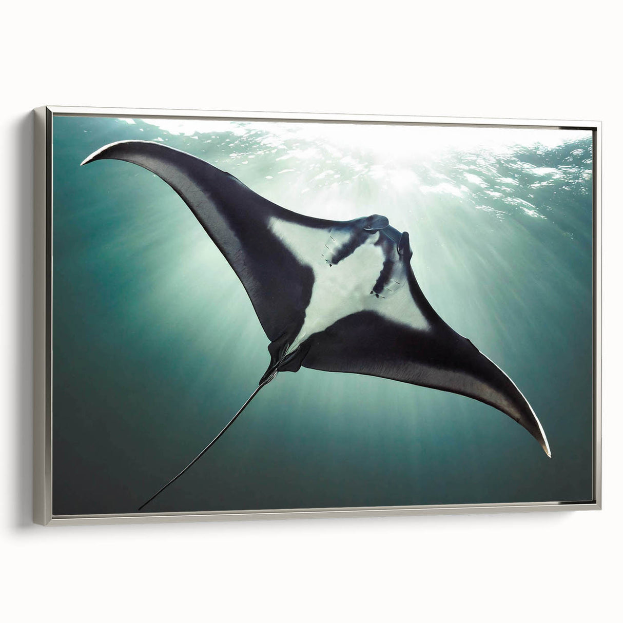 Framed canvas wall art featuring a marine life ray design, showcasing vibrant colors and intricate details, set against a silver frame, ideal for nautical-themed decor.