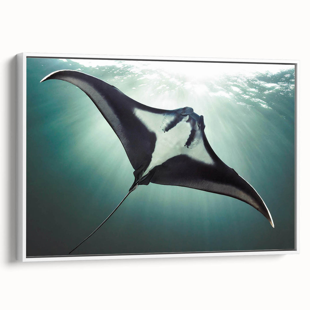 Framed canvas wall art showcasing a vibrant marine life ray design, displayed from a side view against a white background, perfect for ocean-themed decor.