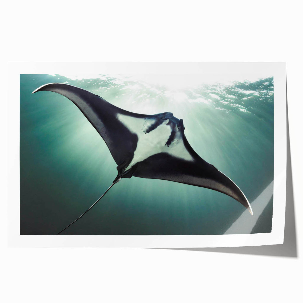 Vibrant rolled print showcasing a marine life ray design, featuring intricate details in blues and greens, perfect for coastal home decor or ocean-themed interiors.