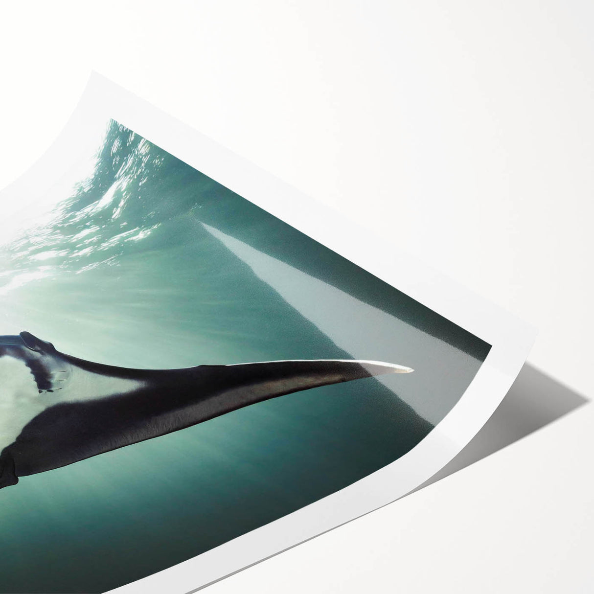 Vibrant marine life wall art print showcasing a colorful ray design, perfect for coastal home decor, rolled and ready for framing or display.
