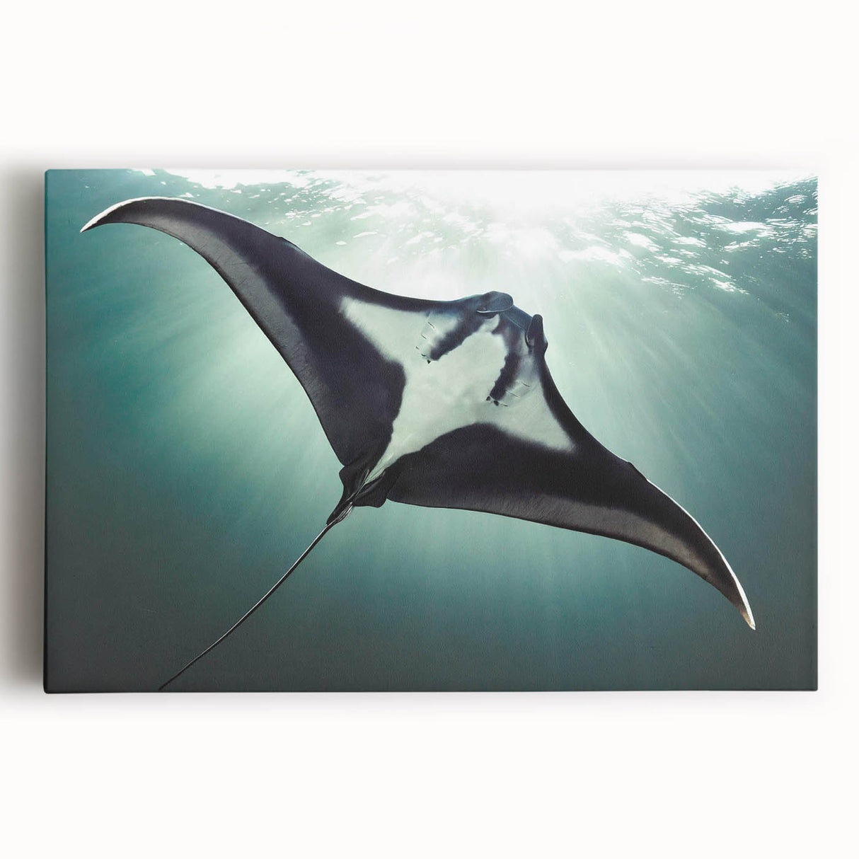 Stretched canvas wall art featuring a vibrant marine life ray design, showcasing intricate details and vivid colors, perfect for ocean-themed decor.