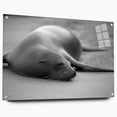 Colorful acrylic glass wall art showcasing a side view of a playful sea lion, designed for marine life enthusiasts, with stylish pins for mounting.