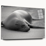 Colorful acrylic glass wall art showcasing a side view of a playful sea lion, designed for marine life enthusiasts, with stylish pins for mounting.