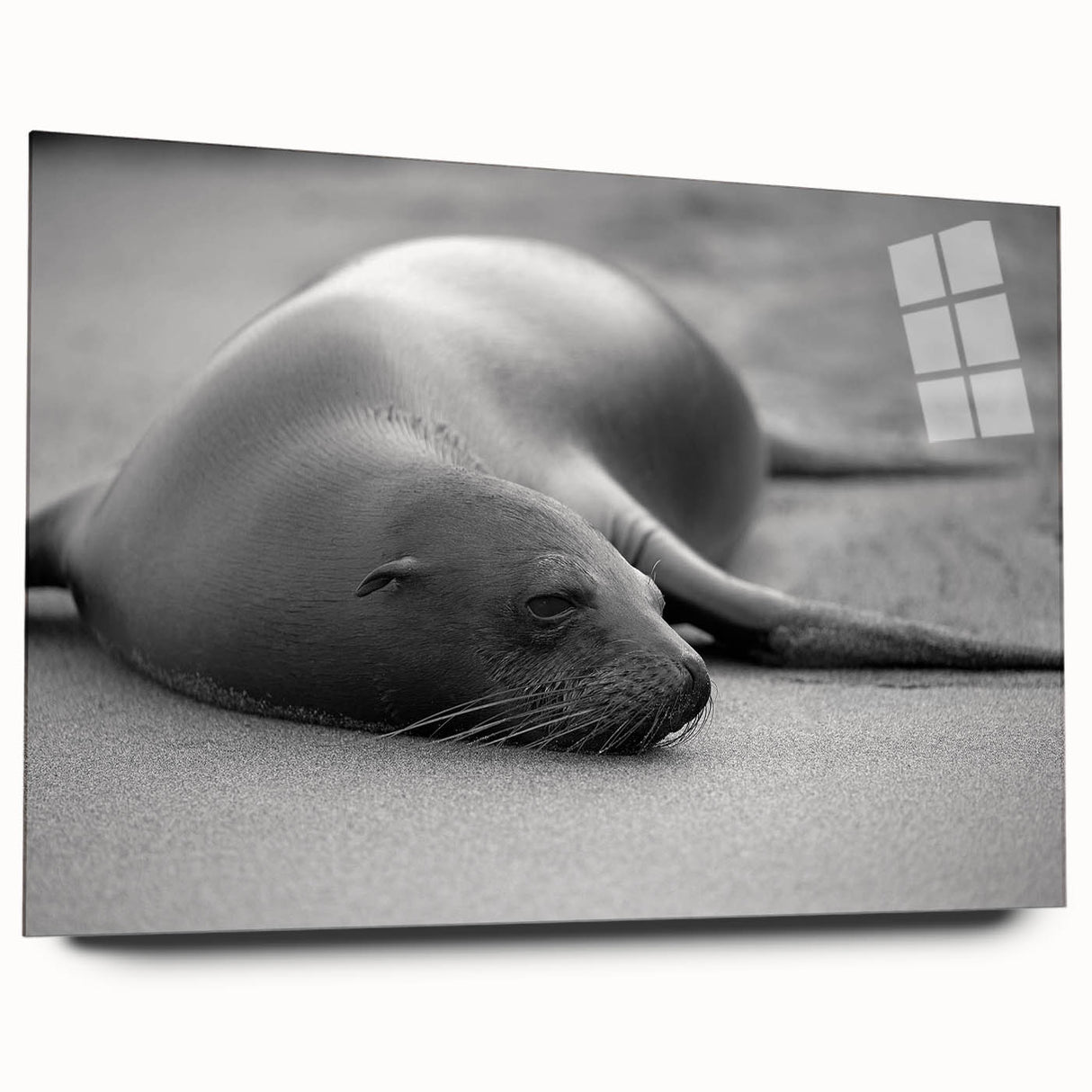 Acrylic glass wall art featuring a vibrant sea lion design, showcasing rich colors and detailed textures, perfect for marine life enthusiasts and home decor.