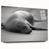 Acrylic glass wall art featuring a vibrant sea lion design, showcasing rich colors and detailed textures, perfect for marine life enthusiasts and home decor.