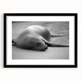 Black-framed wall art featuring a vibrant sea lion design, showcasing marine life with intricate details and vivid colors, perfect for ocean-themed decor.