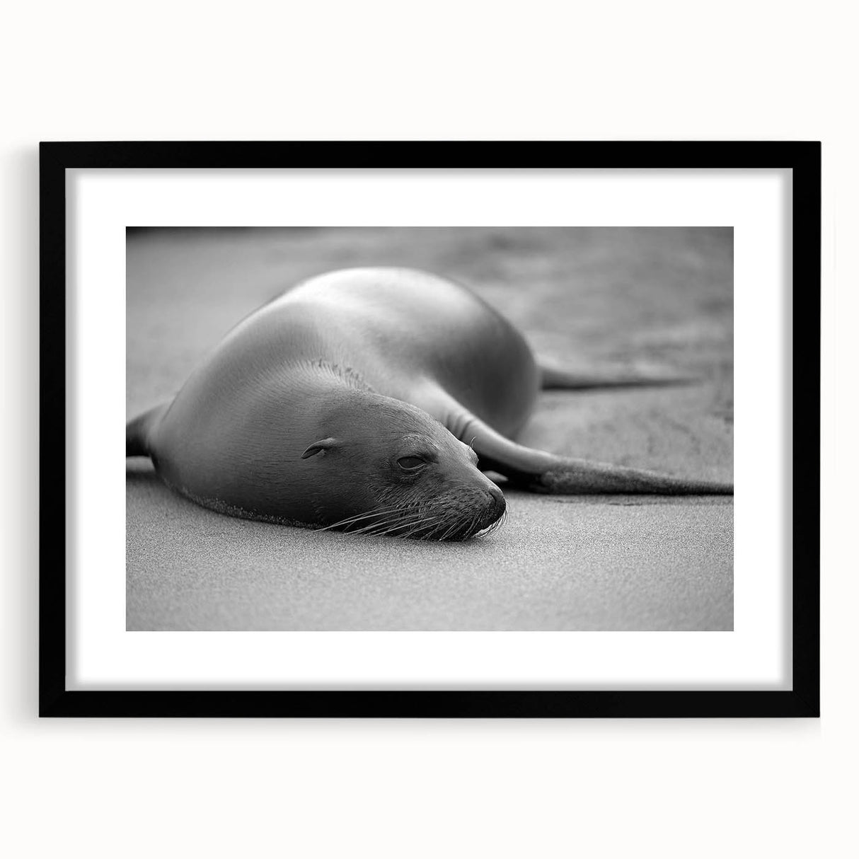 Black-framed wall art featuring a vibrant sea lion design, showcasing marine life with intricate details and vivid colors, perfect for ocean-themed decor.