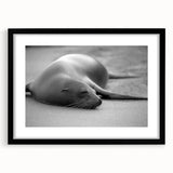 Black-framed wall art featuring a vibrant sea lion design, showcasing marine life with intricate details and vivid colors, perfect for ocean-themed decor.