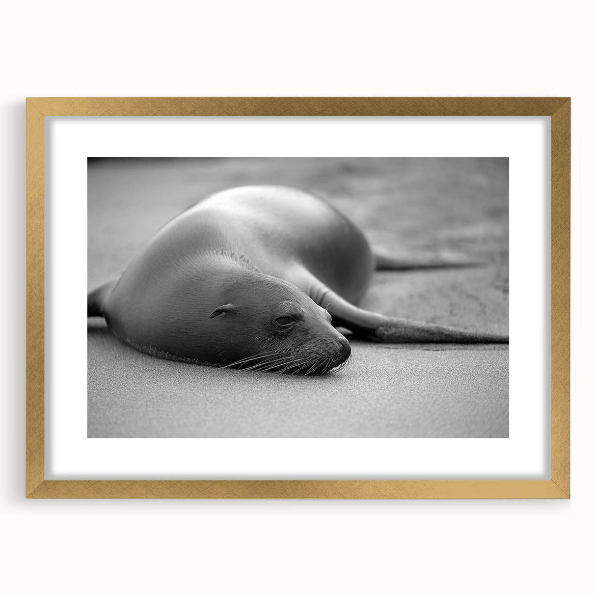 Gold-framed wall art featuring a vibrant sea lion design, set against a textured background, perfect for marine life enthusiasts and home decor accents.