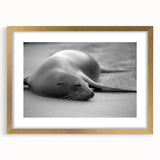 Gold-framed wall art featuring a vibrant sea lion design, set against a textured background, perfect for marine life enthusiasts and home decor accents.