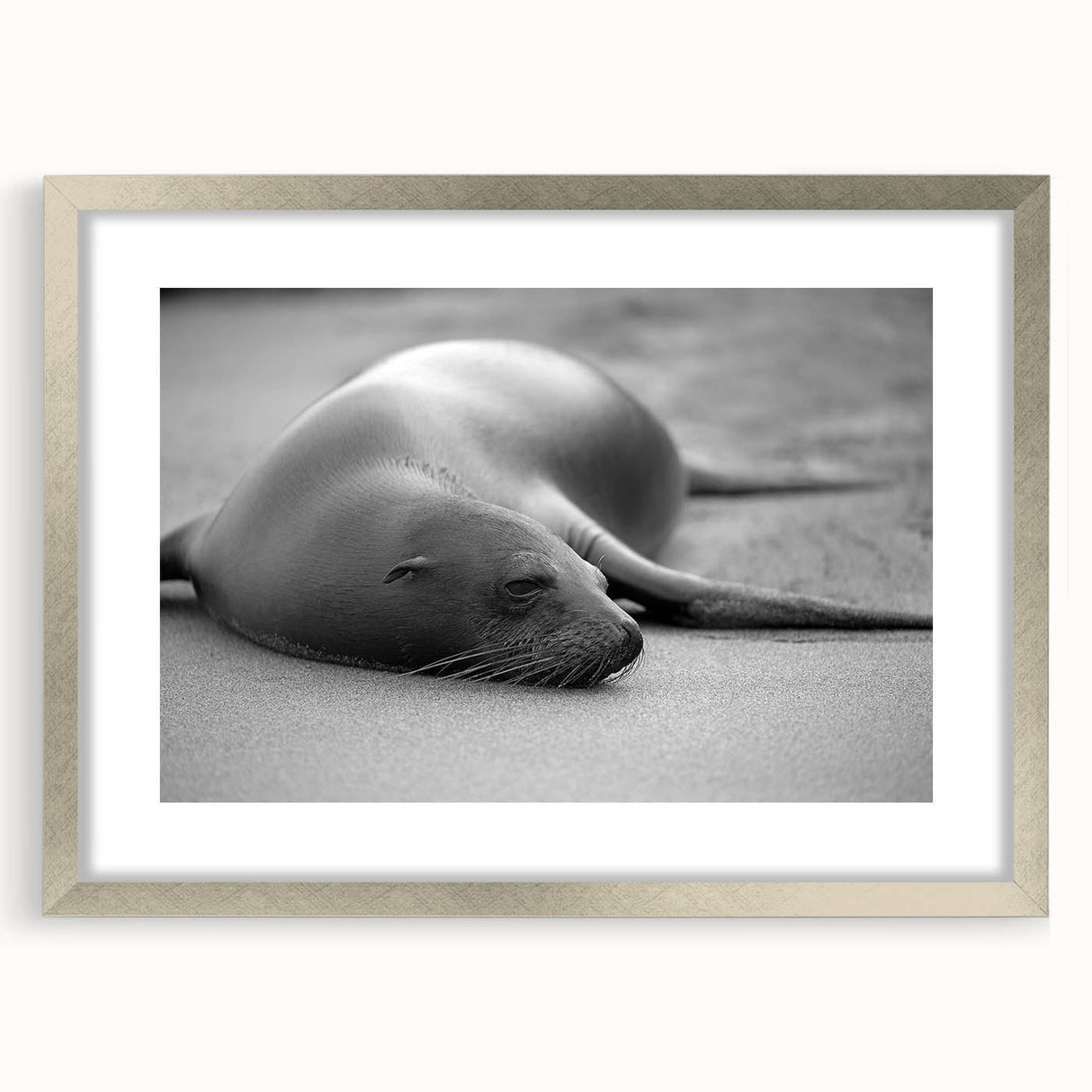 Framed wall art showcasing a vibrant marine life design featuring a playful sea lion, set in a sleek silver frame with a mat, perfect for ocean-themed decor.
