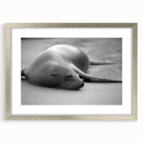 Framed wall art showcasing a vibrant marine life design featuring a playful sea lion, set in a sleek silver frame with a mat, perfect for ocean-themed decor.