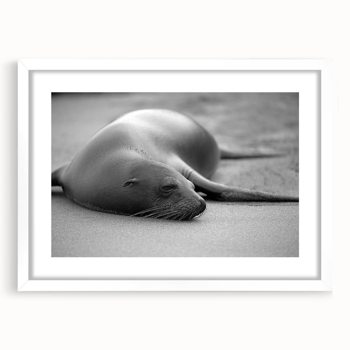 Framed wall art featuring a stunning marine life design of a sea lion, showcased in a white mat and frame, perfect for ocean-themed decor and nature enthusiasts.