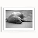Framed wall art featuring a stunning marine life design of a sea lion, showcased in a white mat and frame, perfect for ocean-themed decor and nature enthusiasts.