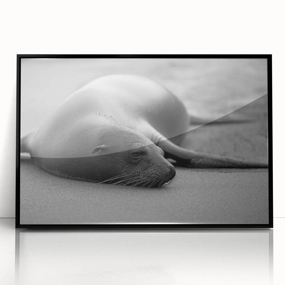 Framed wall art featuring a vibrant marine life design showcasing a sea lion, set in a sleek black frame with acrylic front for a modern touch. Perfect for ocean-themed decor.