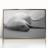 Framed wall art featuring a vibrant sea lion design in a gold-acrylic frame, showcasing intricate marine life details against a sleek background, perfect for ocean-themed decor.