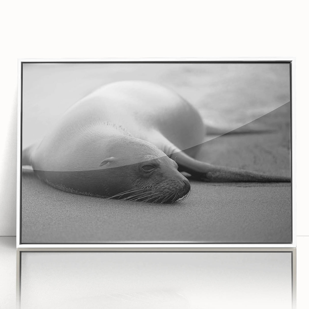 Framed acrylic wall art piece showcasing a vibrant sea lion design against a white background, ideal for marine life enthusiasts and coastal decor lovers.