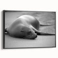 Framed wall art featuring a vibrant sea lion design in a colorful marine life theme, displayed on a black background, perfect for ocean-themed decor.