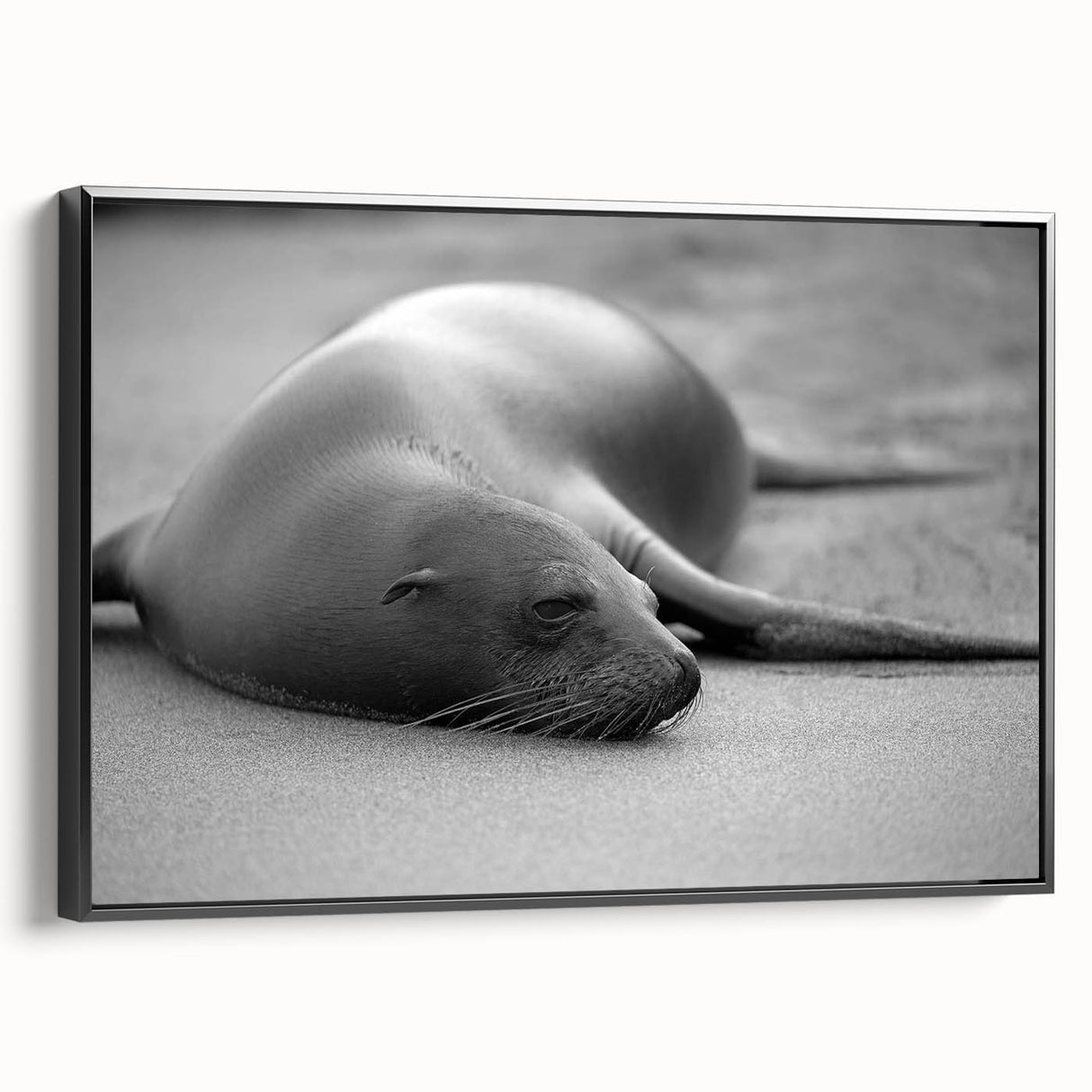 Framed wall art featuring a vibrant sea lion design in a colorful marine life theme, displayed on a black background, perfect for ocean-themed decor.