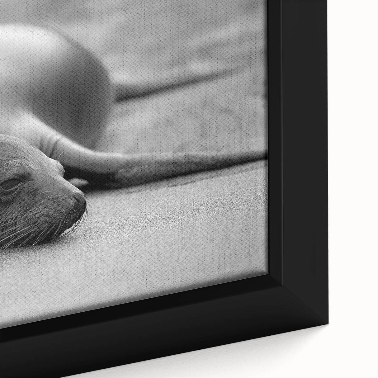 Close-up of framed wall art featuring a vibrant sea lion design with intricate details, set against a blue ocean backdrop, perfect for marine life enthusiasts.