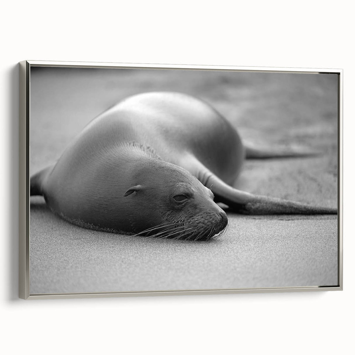 Framed wall art featuring a striking silver side view of a sea lion, showcasing detailed marine life design on canvas, perfect for ocean-themed decor.
