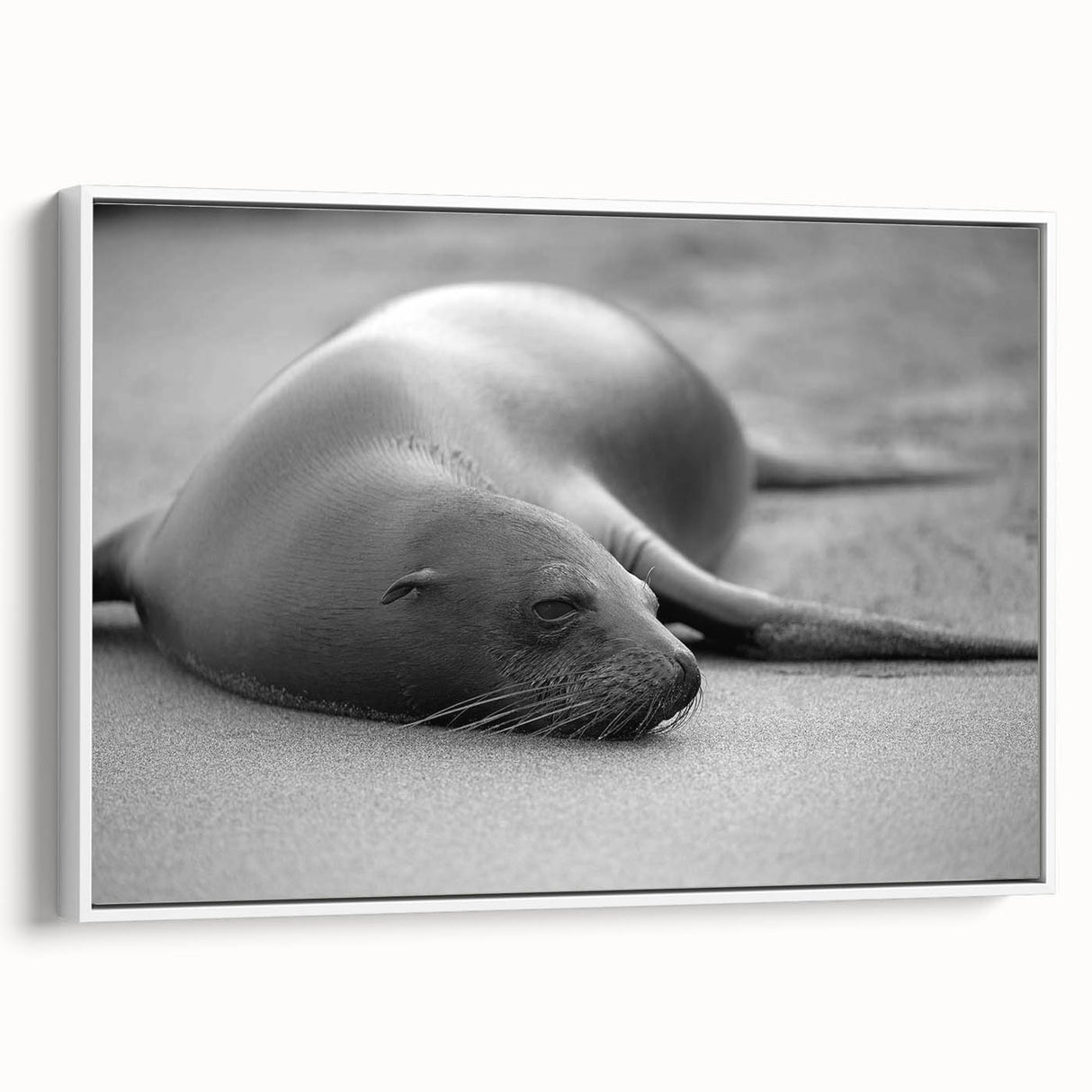 Framed canvas wall art showcasing a vibrant sea lion design, featuring a white background and lively colors, perfect for marine life enthusiasts and ocean-themed decor.