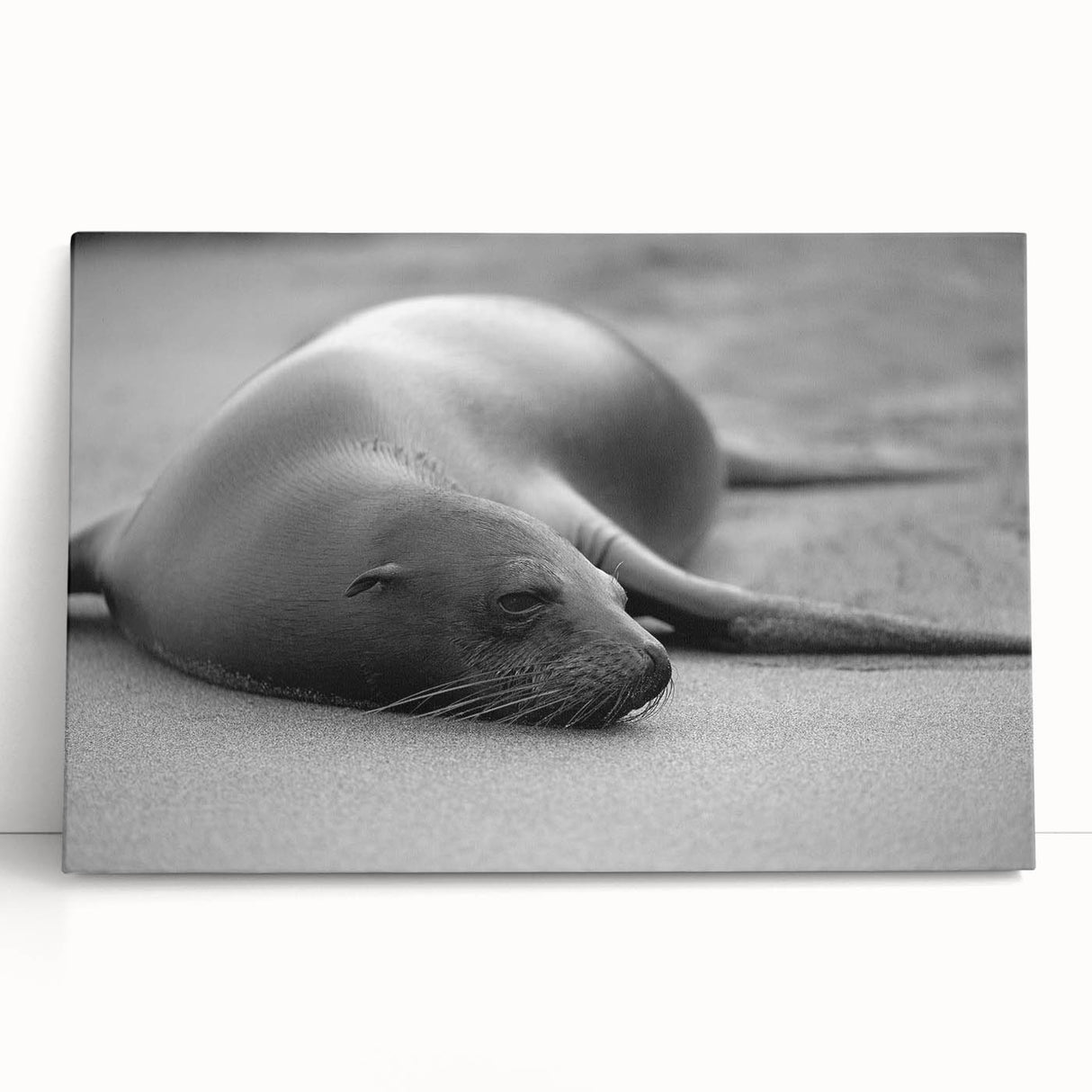 Canvas wall art featuring a vibrant sea lion design, showcasing intricate details and colors, perfect for marine life enthusiasts and home decor.