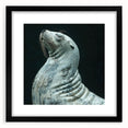 Framed wall art featuring a vibrant sea lion design, showcasing detailed marine life illustration with a sleek black frame and mat, perfect for coastal decor.