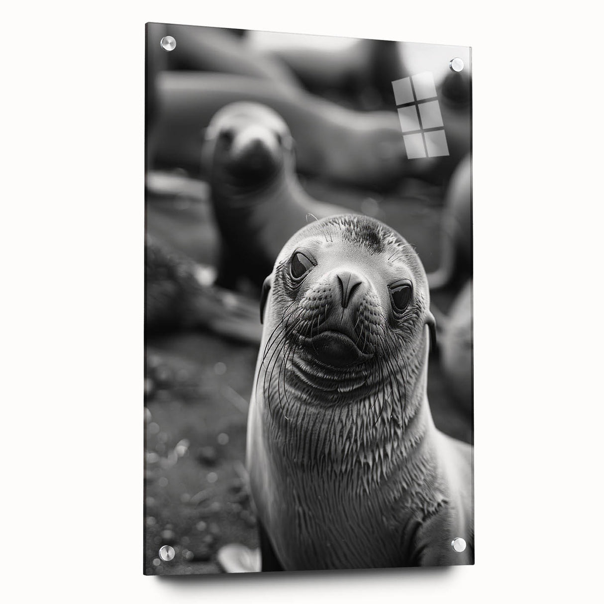 Side view of a marine life-themed wall art collection featuring a vibrant sea lion design, printed on acrylic glass, showcasing vivid colors and intricate details, ideal for ocean lovers' home decor.