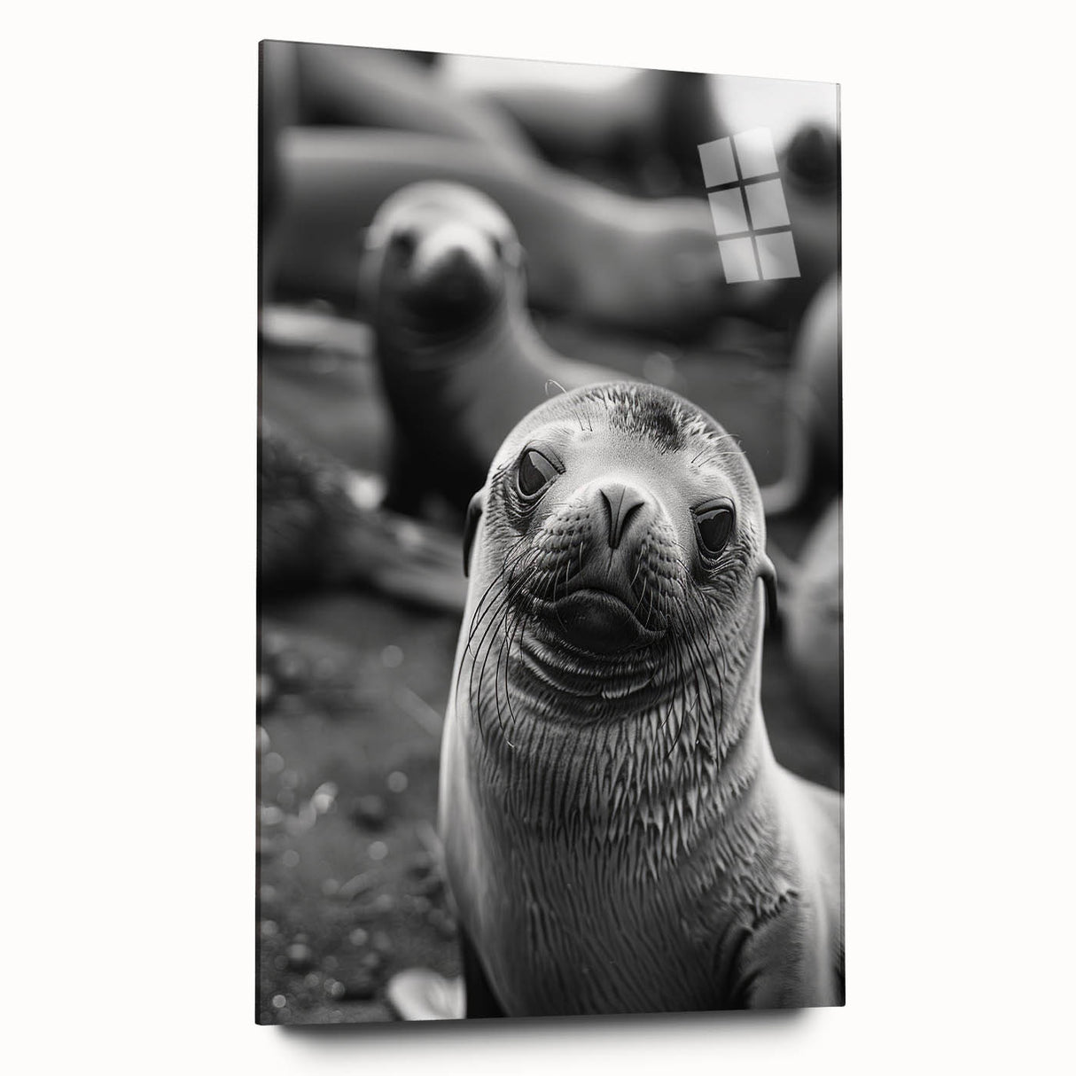 Acrylic glass wall art showcasing a vibrant sea lion design in a marine life theme, presented in a side view. Ideal for ocean-themed decor and nature enthusiasts.