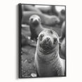 Framed wall art showcasing a sleek black canvas featuring a vibrant sea lion design, perfect for marine life enthusiasts and stylish home decor.