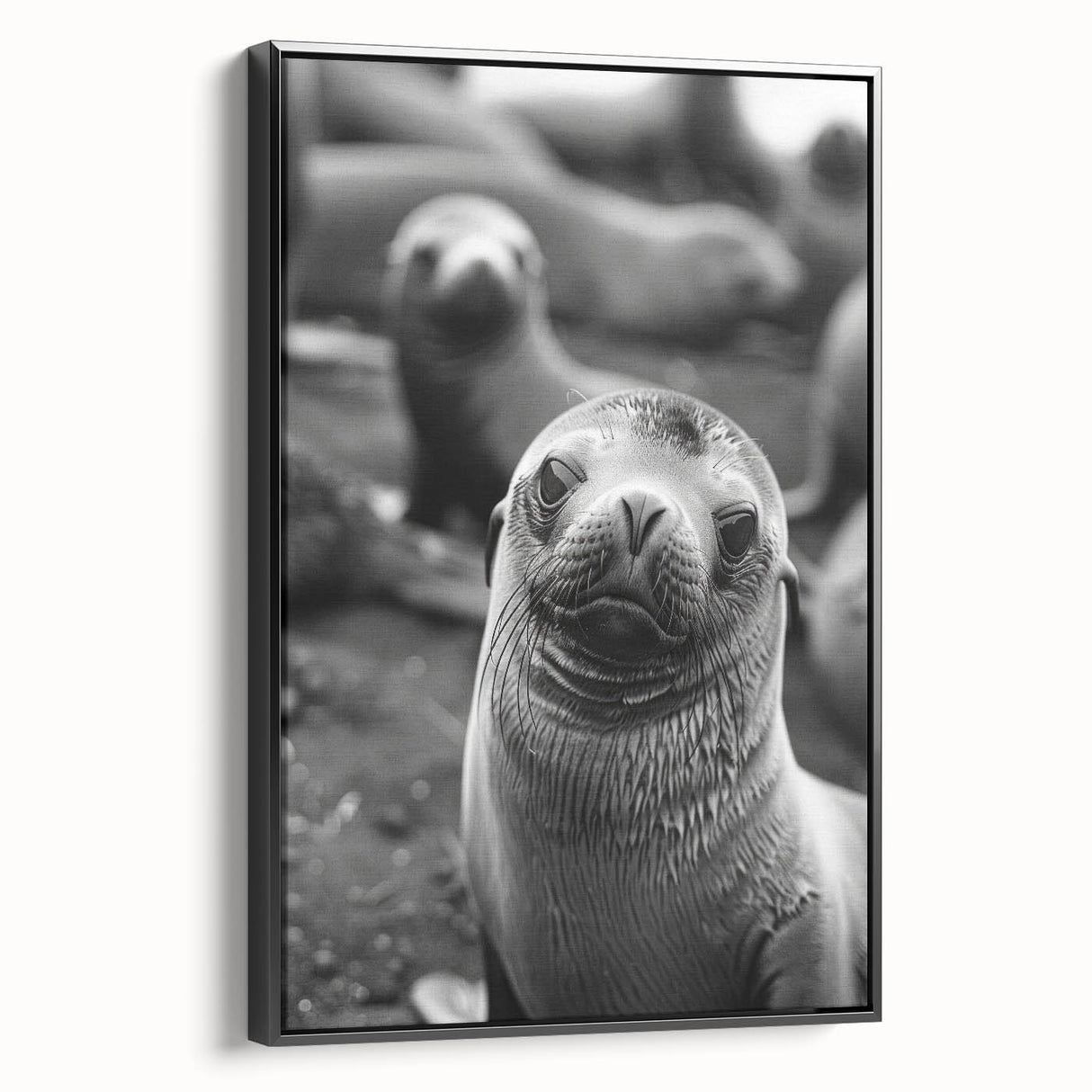 Framed wall art showcasing a sleek black canvas featuring a vibrant sea lion design, perfect for marine life enthusiasts and stylish home decor.