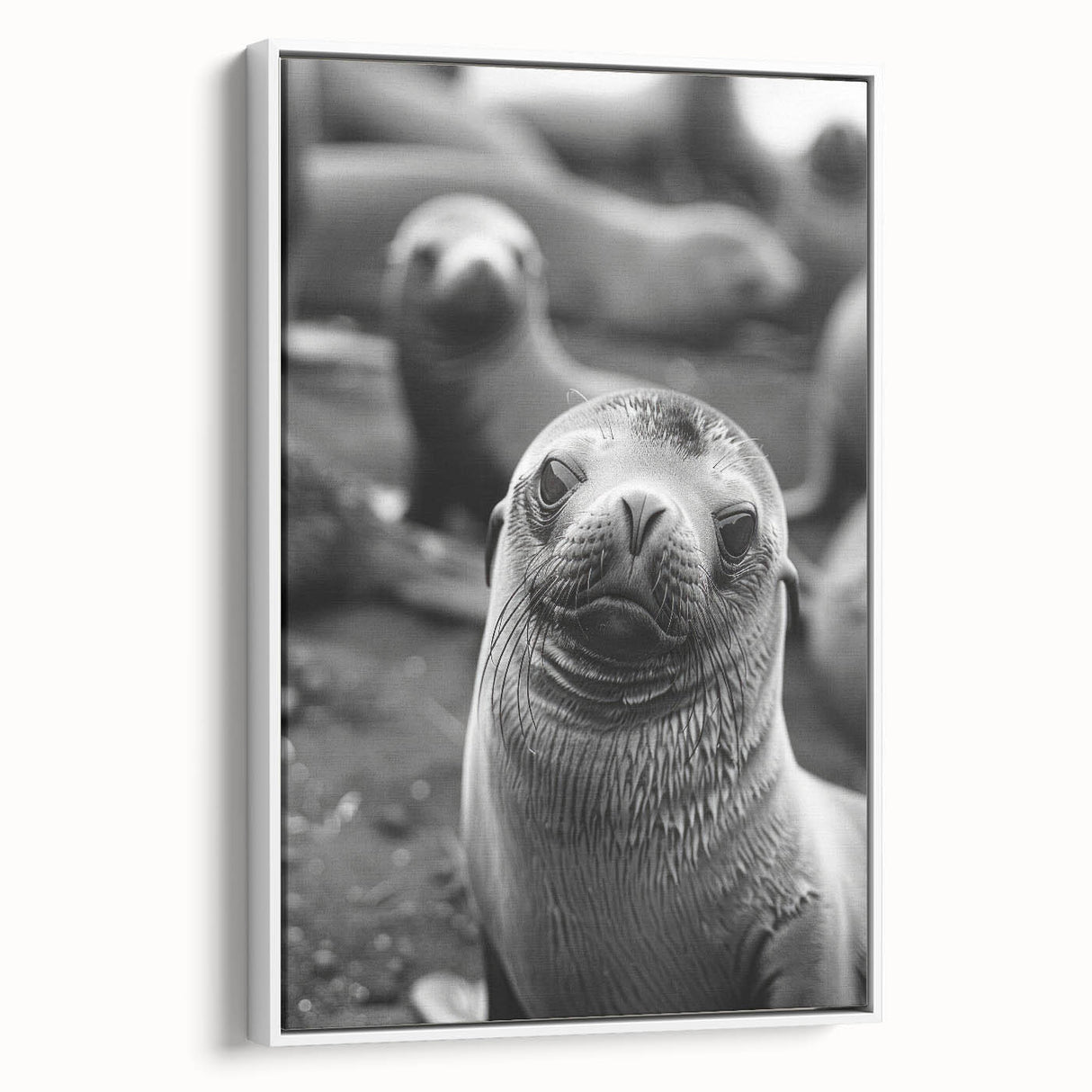 Framed canvas wall art showcasing a vibrant sea lion design against a white background, perfect for marine life enthusiasts and coastal decor lovers.