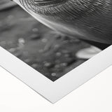 Vibrant rolled canvas wall art showcasing a playful sea lion design, perfect for marine life enthusiasts, featuring rich colors and intricate details, ideal for home decor.