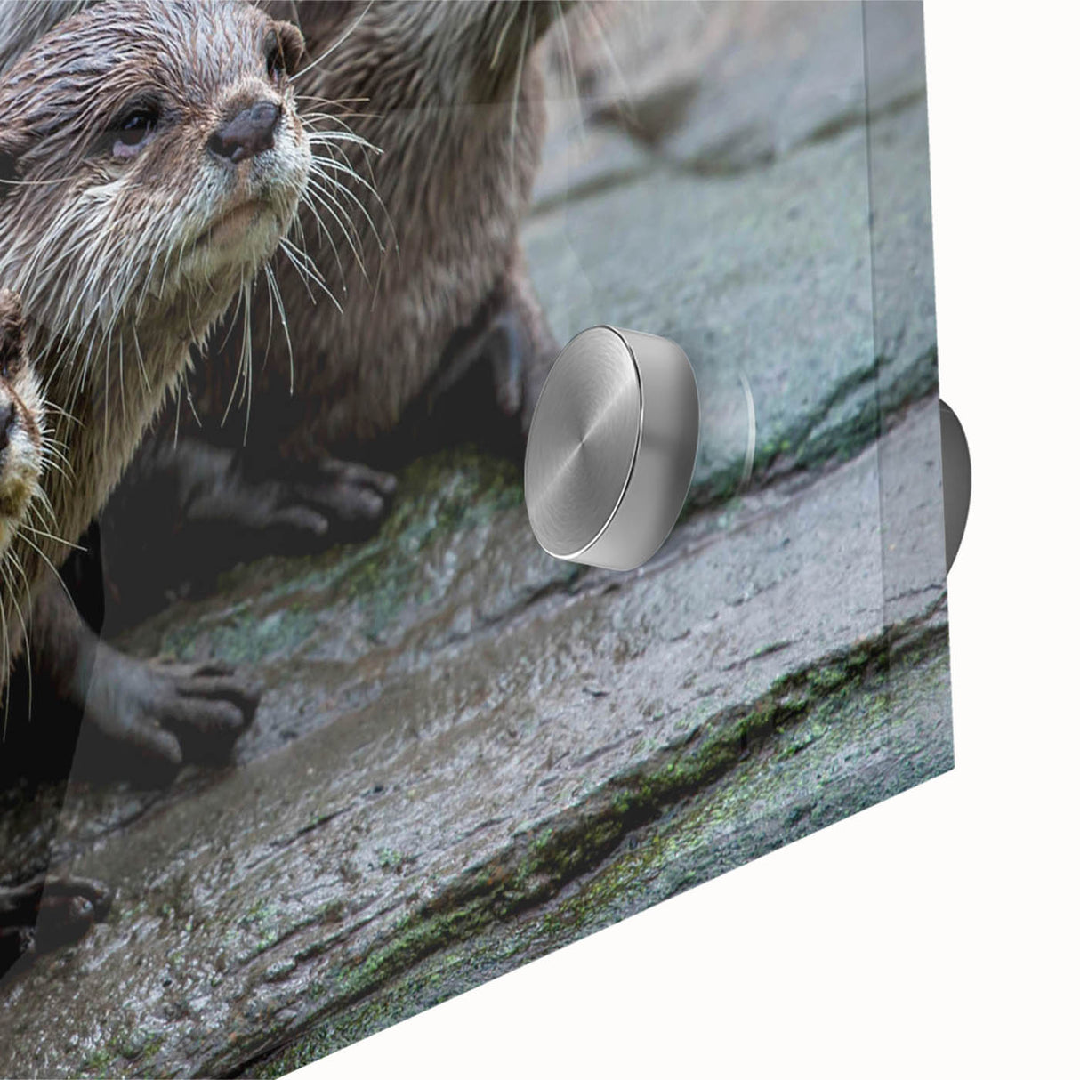 Close-up of vibrant acrylic glass wall art depicting a playful sea otter amidst marine life, showcasing rich colors and intricate details, perfect for ocean-themed decor.