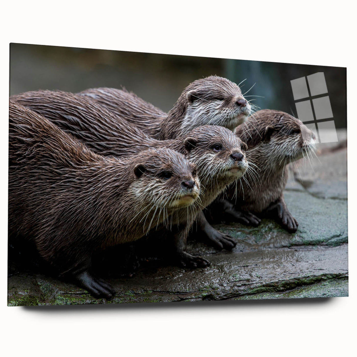 Acrylic glass wall art featuring a playful sea otter design, showcasing vibrant marine life colors and intricate details, ideal for ocean-themed decor.