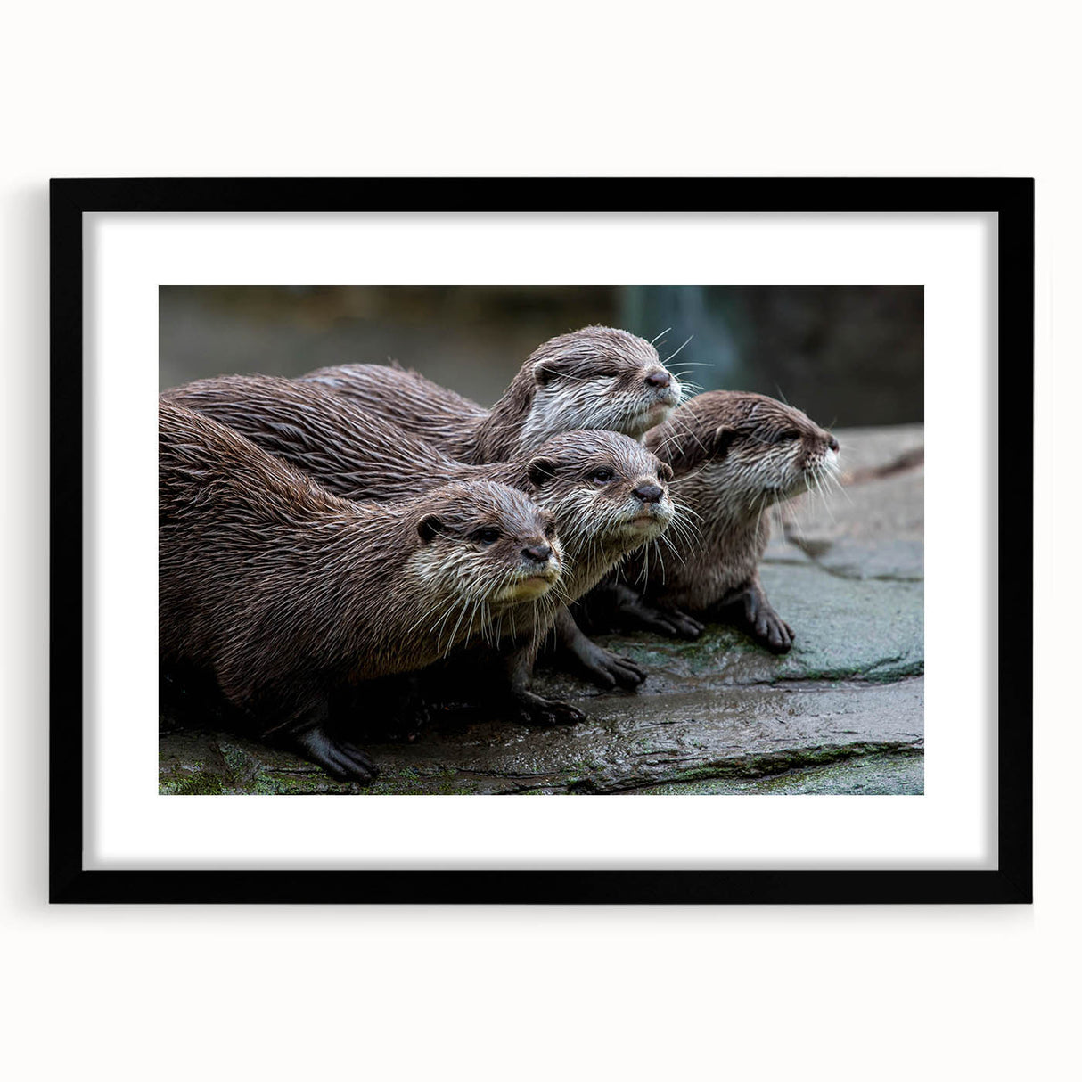Framed wall art showcasing a playful sea otter design, featuring vibrant marine life colors and a sleek black frame, perfect for ocean-themed decor.