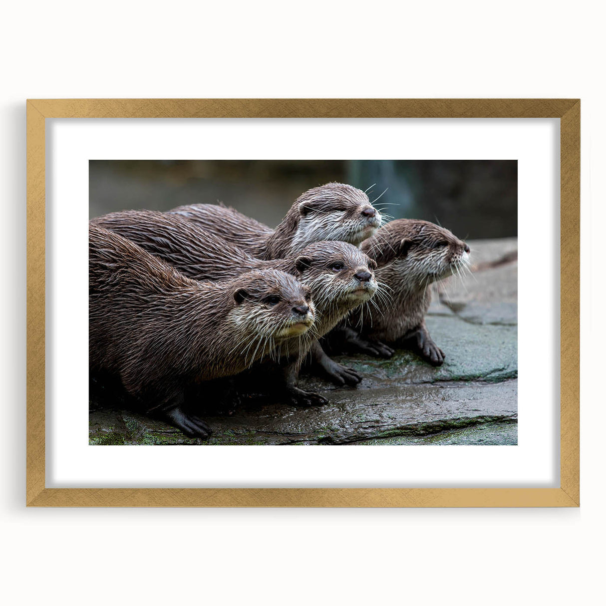 Framed wall art featuring a charming sea otter design, elegantly set in a gold frame with a mat, showcasing marine life in a coastal theme. Ideal for ocean lovers.