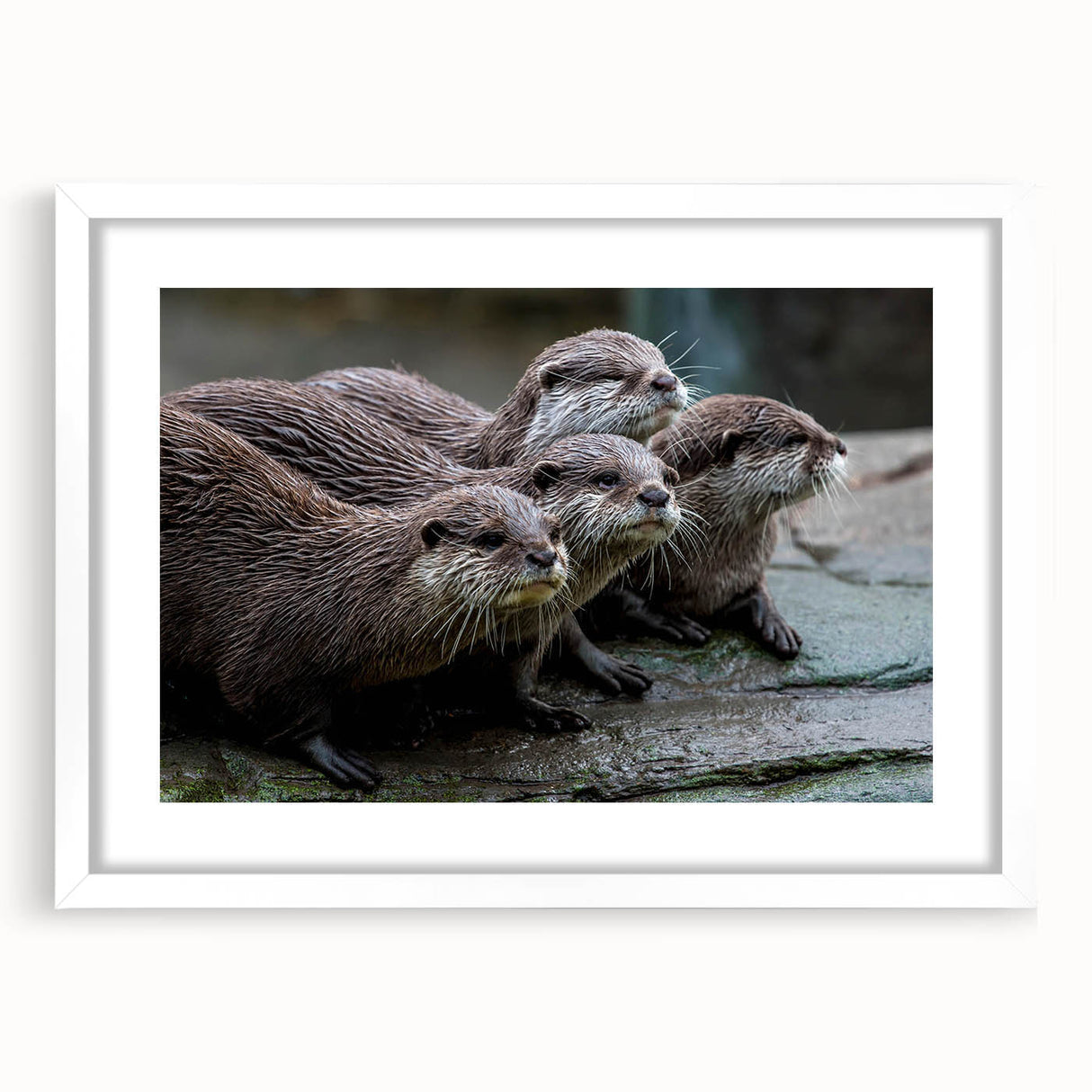 Framed wall art showcasing a playful sea otter design in vibrant colors, set against a white mat, perfect for marine life enthusiasts and modern decor.